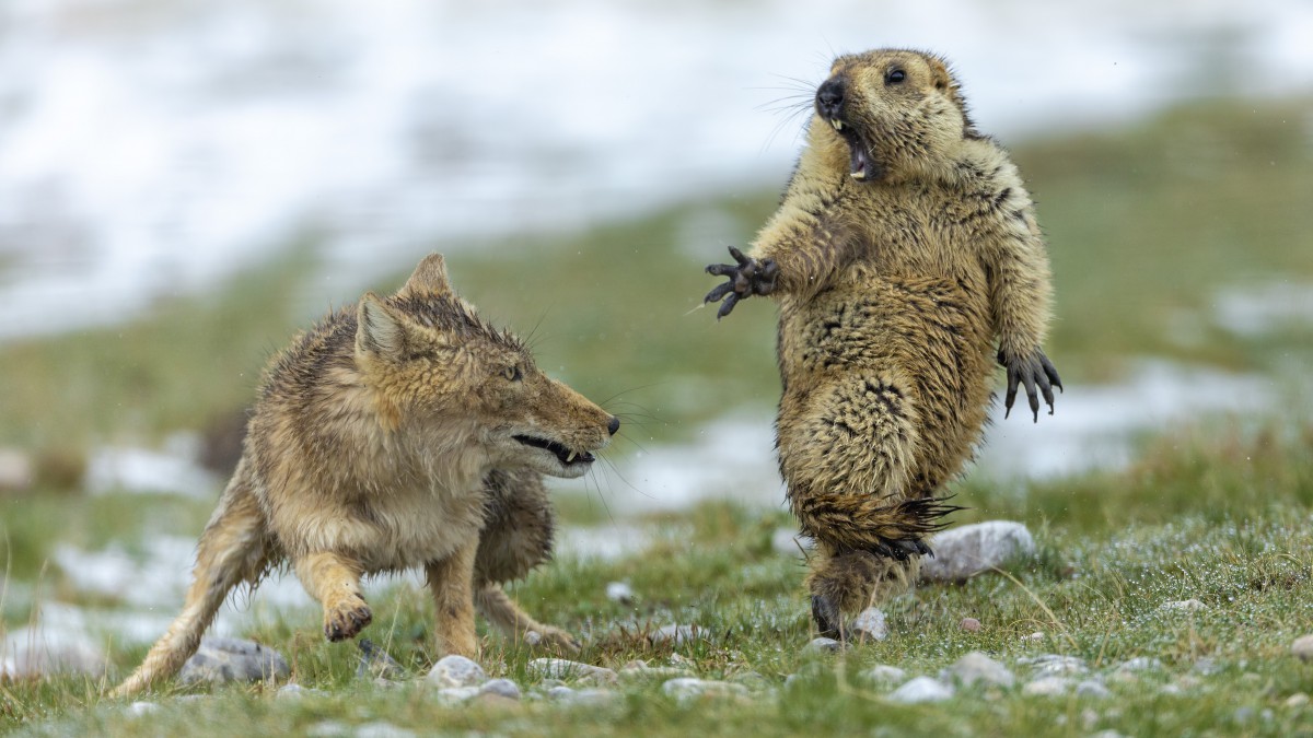 Wolf en marmot