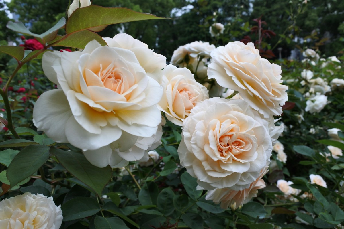 rozen in tuin