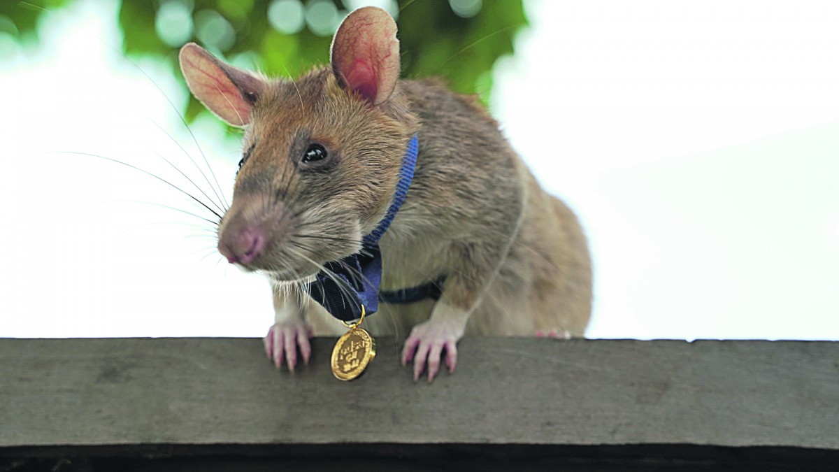 Rat met een medaille