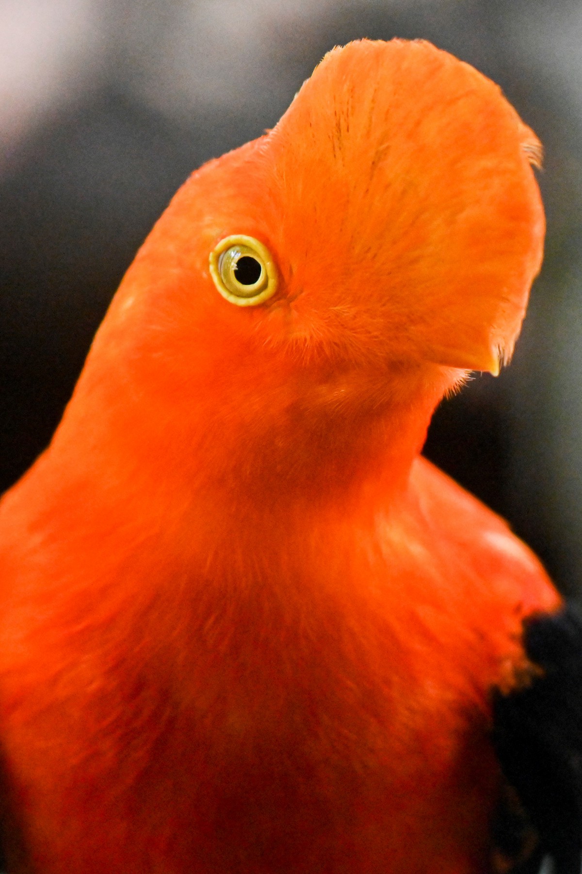 oranje vogel