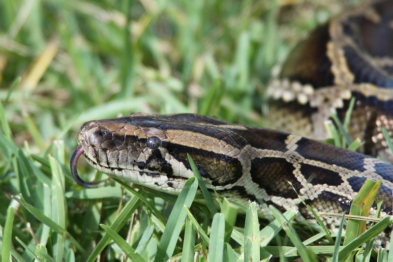 een slang in het gras