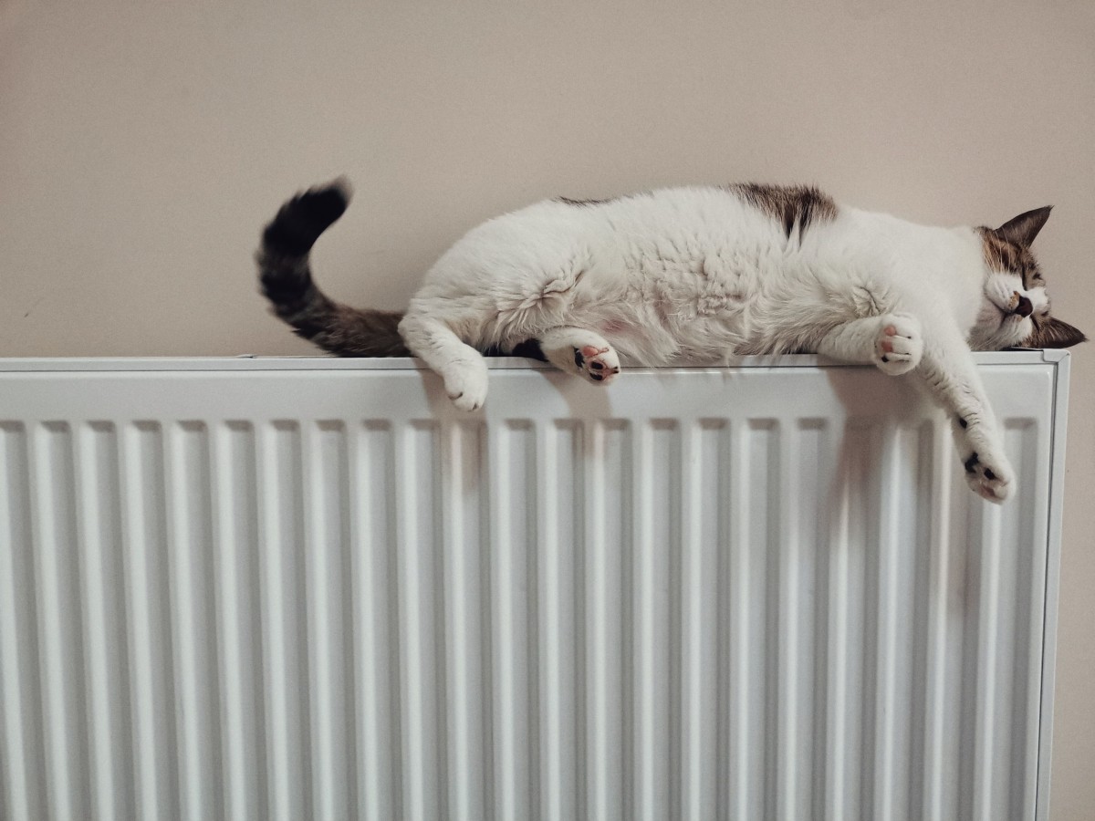 een kat op de verwarming