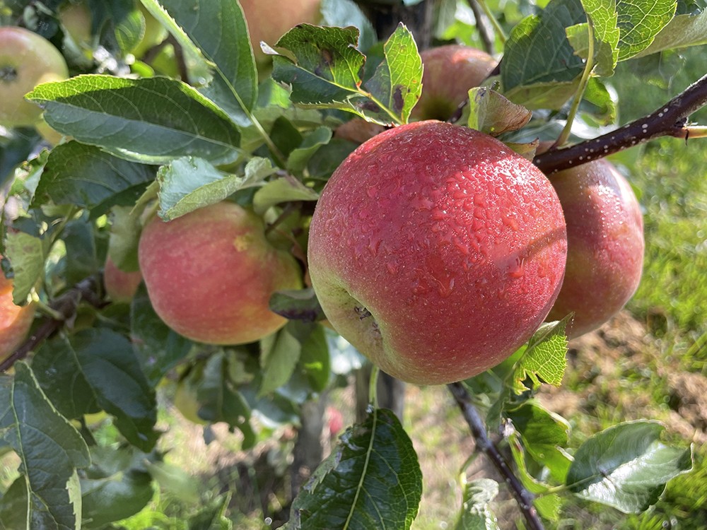 appels in een boom