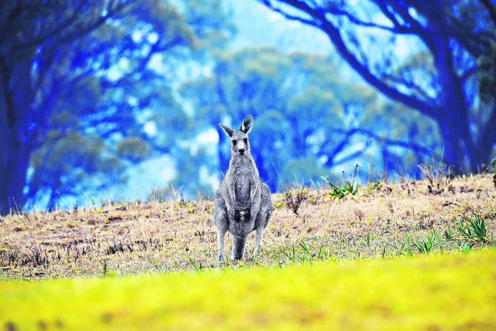 Kangeroe in Australië vlucht voor het vuur