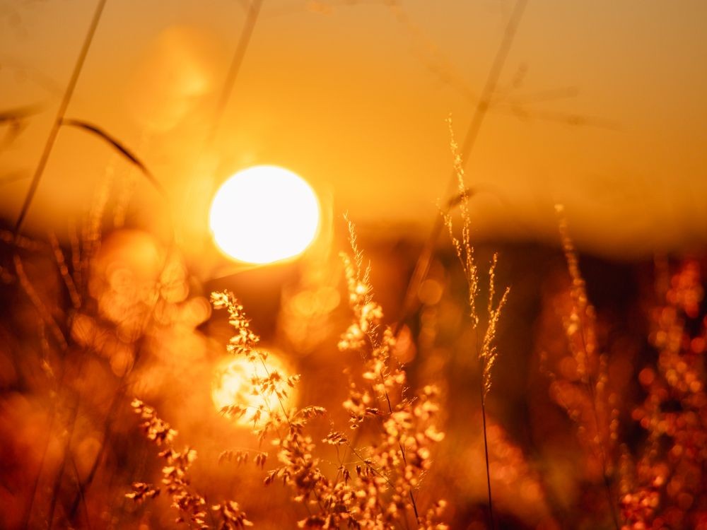 zon door het gras