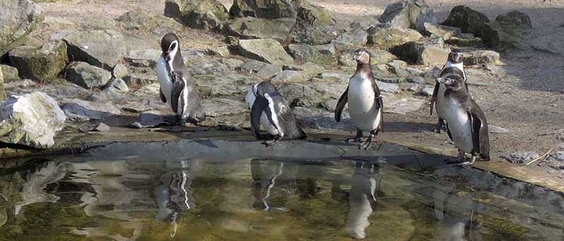pinguins